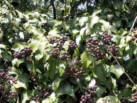 Hedera rhombea