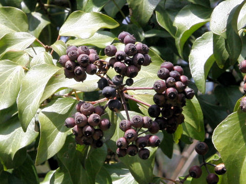 Hedera rhombea