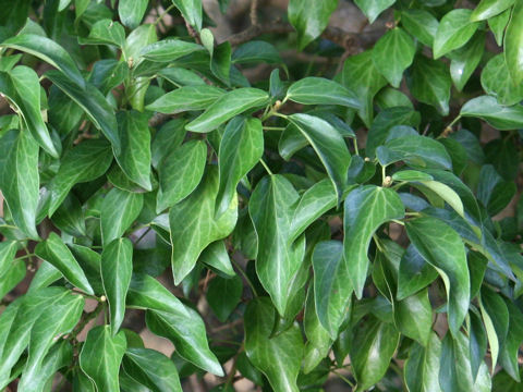 Hedera rhombea