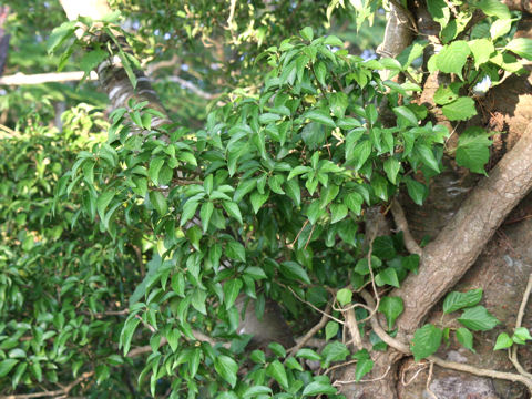 Hedera rhombea