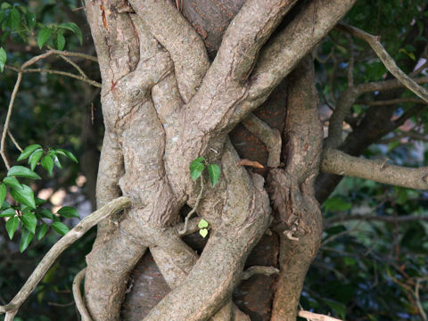 Hedera rhombea