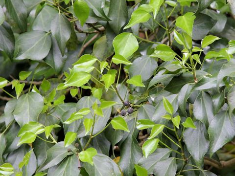 Hedera rhombea