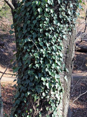 Hedera rhombea