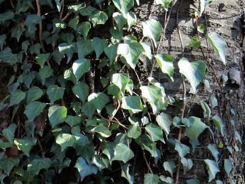 Hedera rhombea