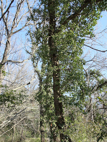 Hedera rhombea