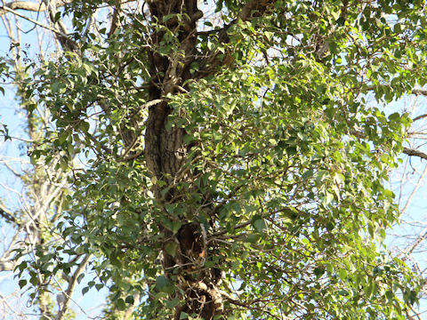 Hedera rhombea