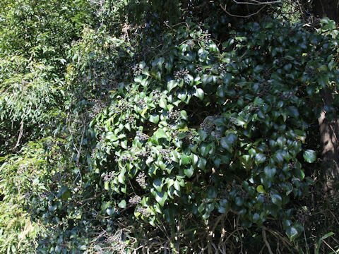 Hedera rhombea