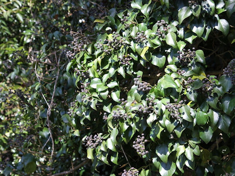 Hedera rhombea