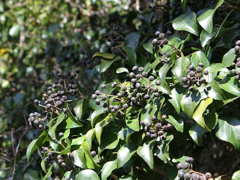 Hedera rhombea