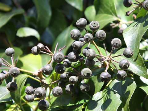 Hedera rhombea