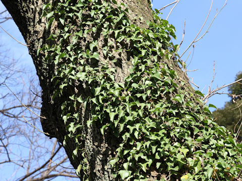 Hedera rhombea