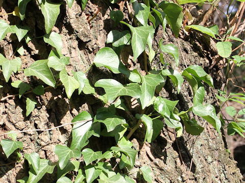 Hedera rhombea