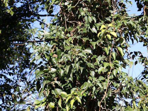 Hedera rhombea