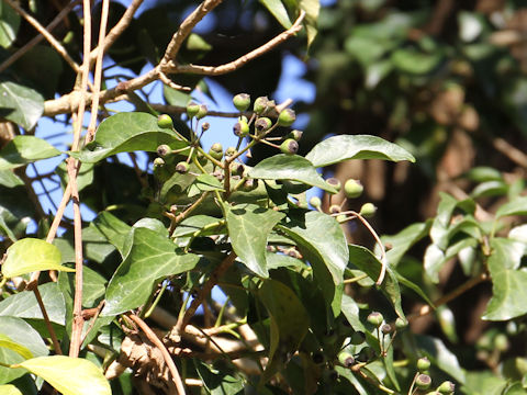 Hedera rhombea