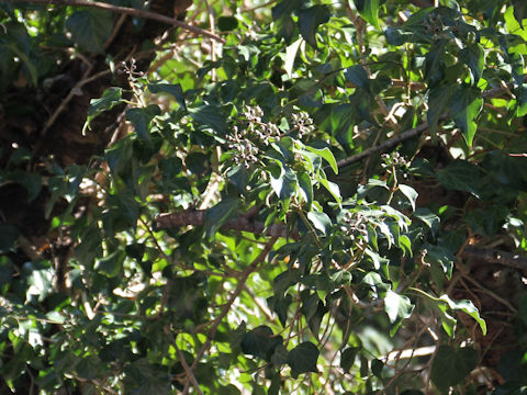 Hedera rhombea