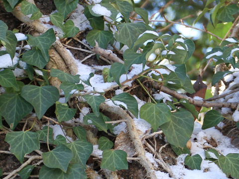 Hedera rhombea