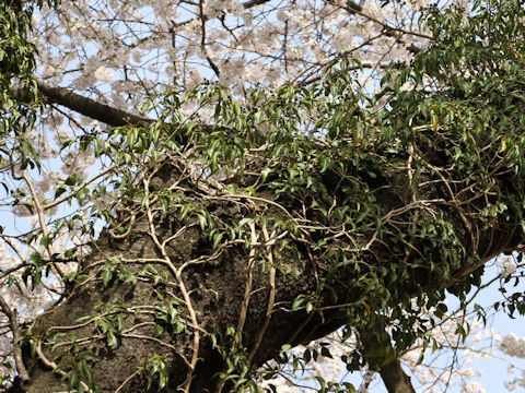 Hedera rhombea