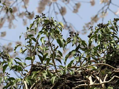 Hedera rhombea