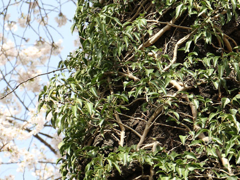 Hedera rhombea