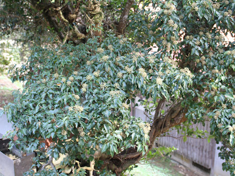 Hedera rhombea