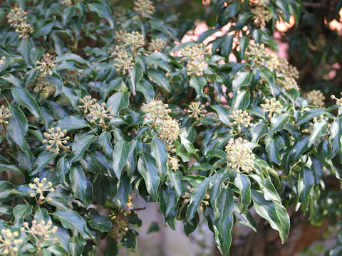 Hedera rhombea