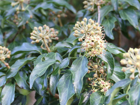 Hedera rhombea