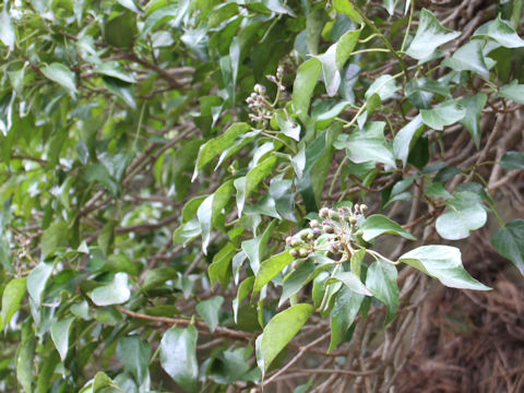 Hedera rhombea