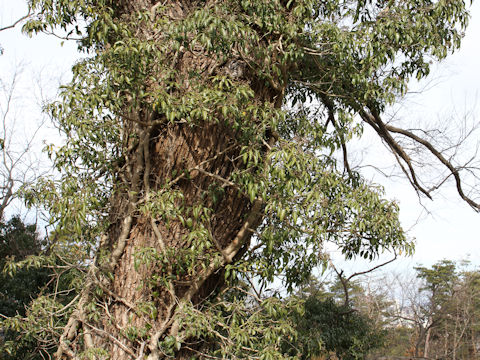 Hedera rhombea