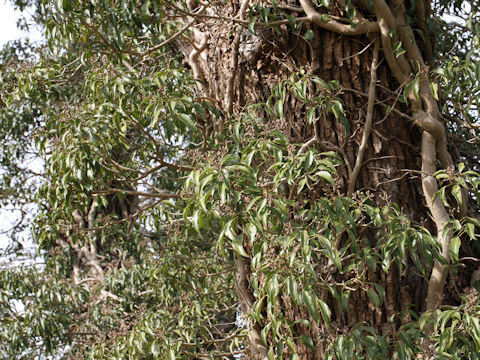 Hedera rhombea