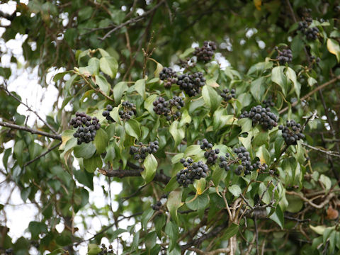 Hedera rhombea