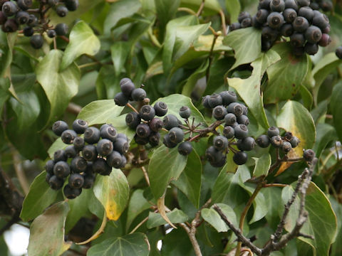 Hedera rhombea