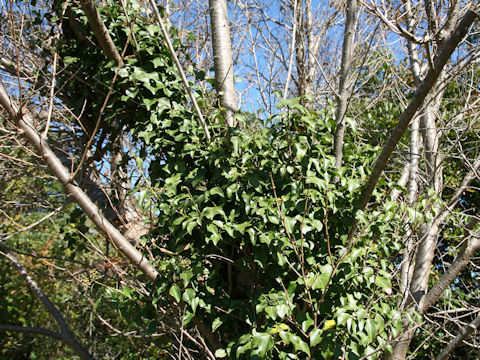 Hedera rhombea