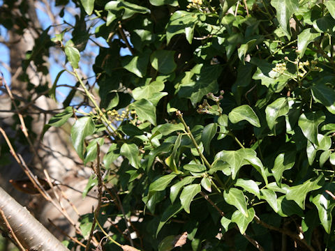 Hedera rhombea