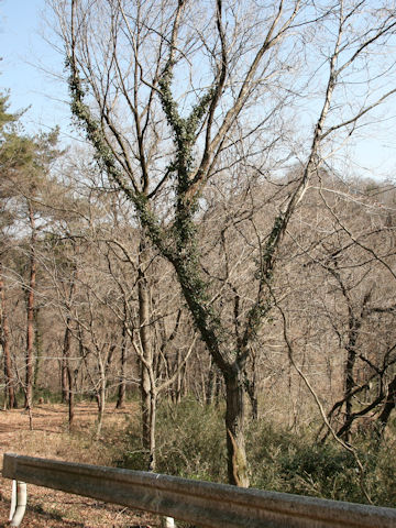 Hedera rhombea