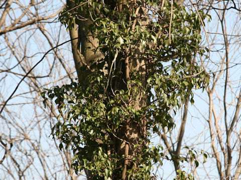 Hedera rhombea