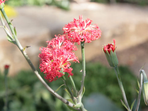 Kleinia fulgens