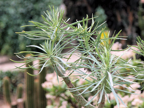 Kleinia neriifolia