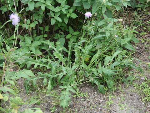 Knautia arvensis
