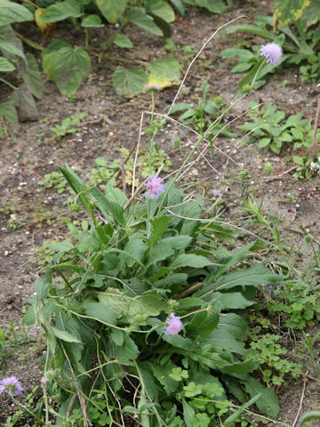 Knautia arvensis