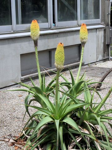 Kniphofia northiae