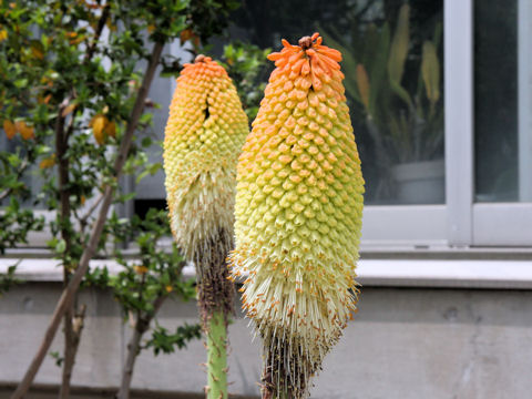 Kniphofia northiae