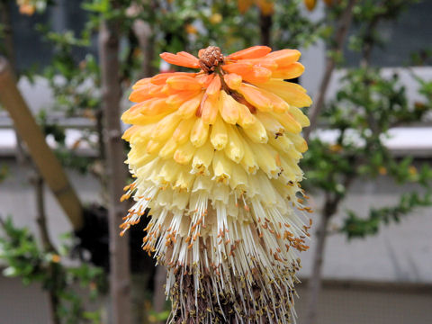 Kniphofia northiae