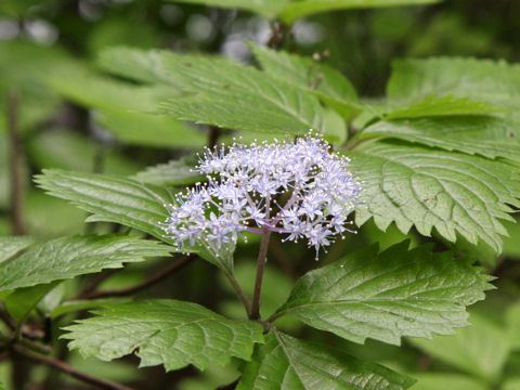 Hydrangea hirta