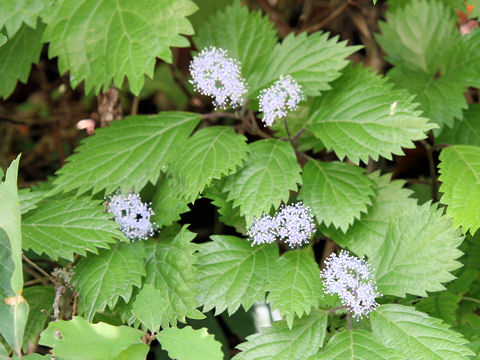 Hydrangea hirta