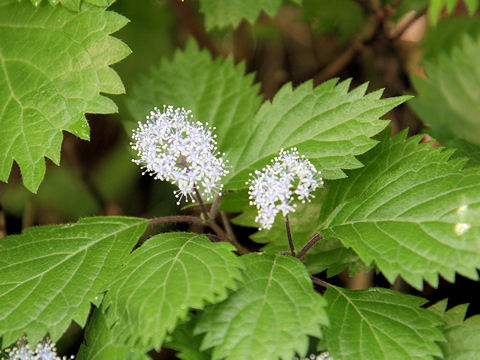 Hydrangea hirta