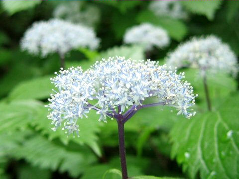 Hydrangea hirta