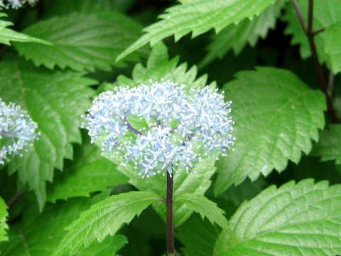 Hydrangea hirta