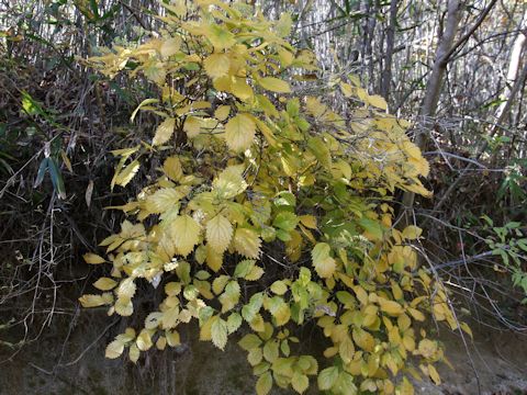 Hydrangea hirta