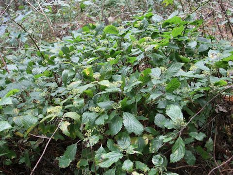 Hydrangea hirta