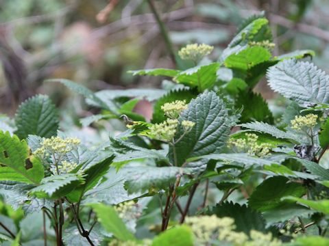 Hydrangea hirta